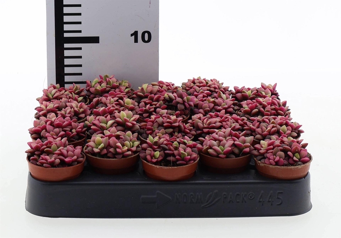 <h4>Succulents   ...</h4>