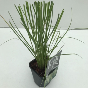 Cortaderia selloana Pumila