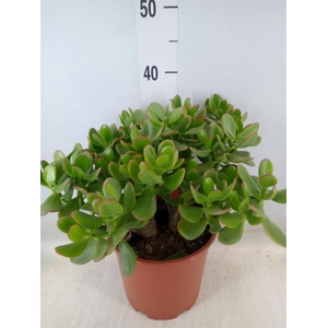 Crassula ovata 'Sunset'