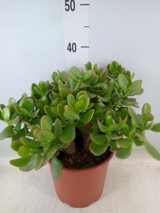 <h4>Crassula ovata 'Sunset'</h4>