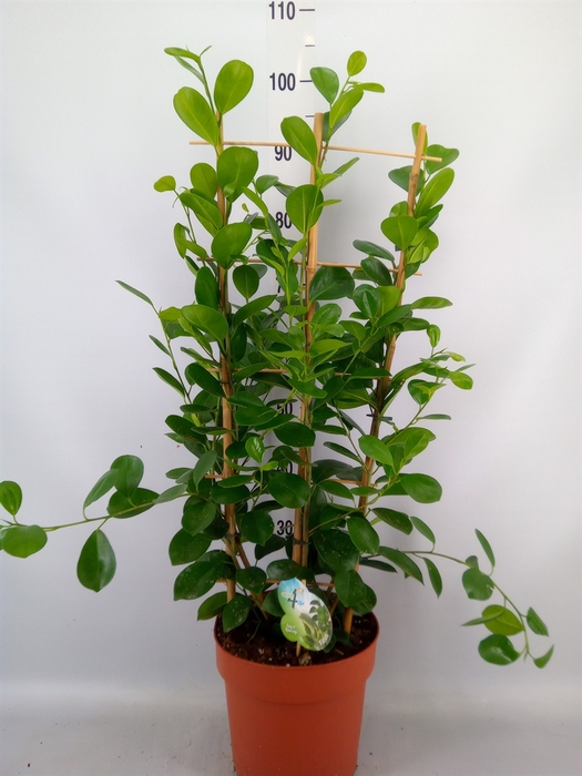 <h4>Ficus microcarpa 'Moclame'</h4>