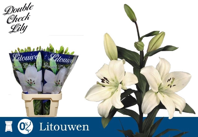 <h4>LI LA LITOUWEN</h4>