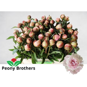 PAEONIA LACT. 'ALERTIE'