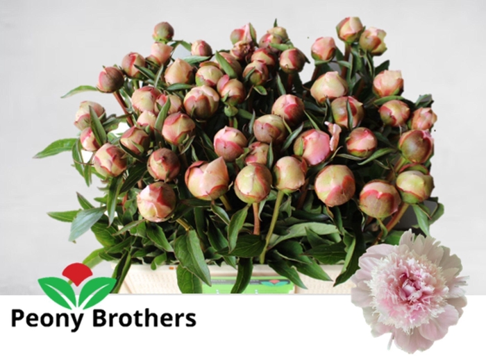 <h4>PAEONIA LACT. 'ALERTIE'</h4>