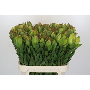 Leucadendron Goldstrike