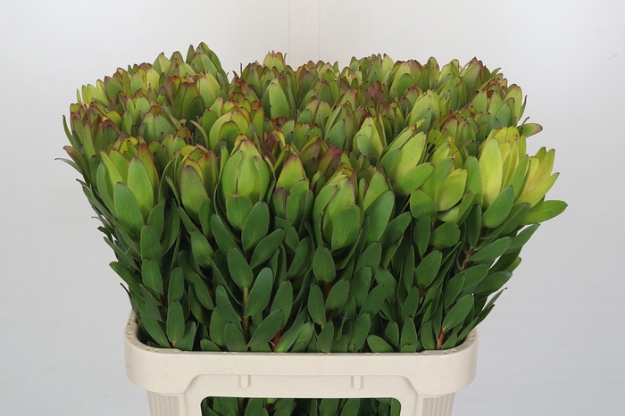 Leucadendron Goldstrike