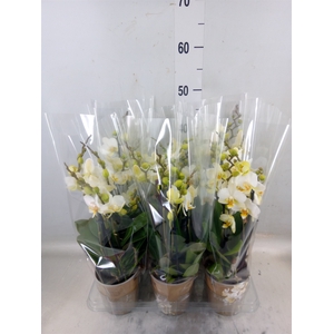 Phalaenopsis multi. 'Ant Lausanne'