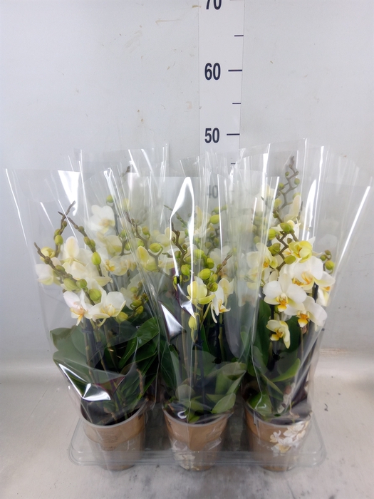 <h4>Phalaenopsis multi. 'Ant Lausanne'</h4>