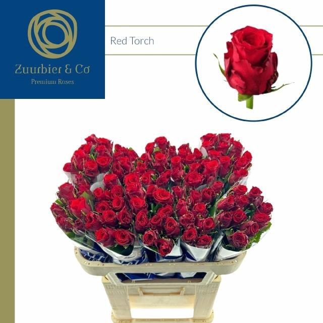 <h4>R GR RED TORCH</h4>
