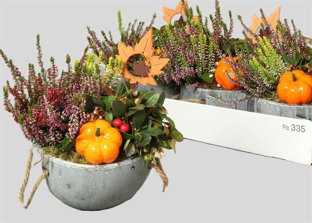 <h4>ARR TUINPLANTEN</h4>