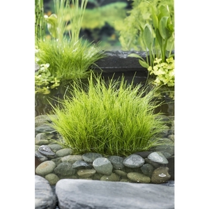 Eleocharis acicularis