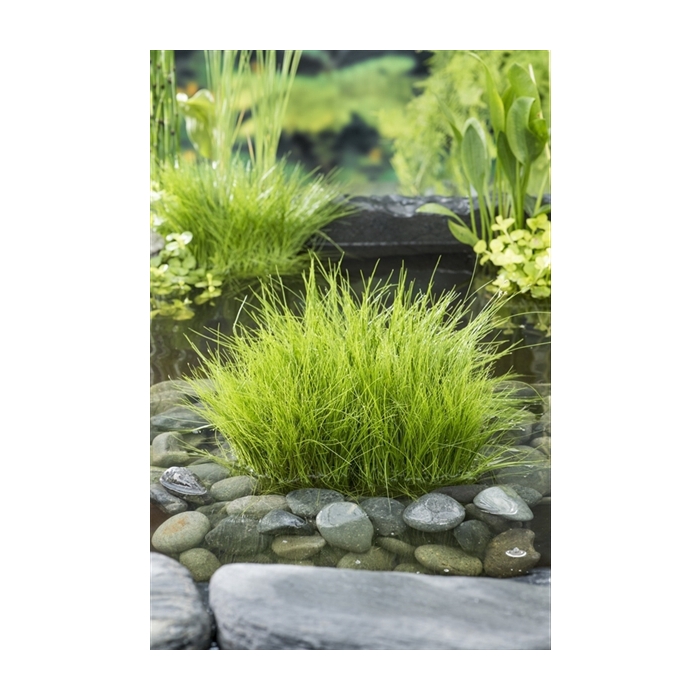 <h4>Eleocharis acicularis</h4>