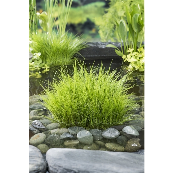 Eleocharis acicularis
