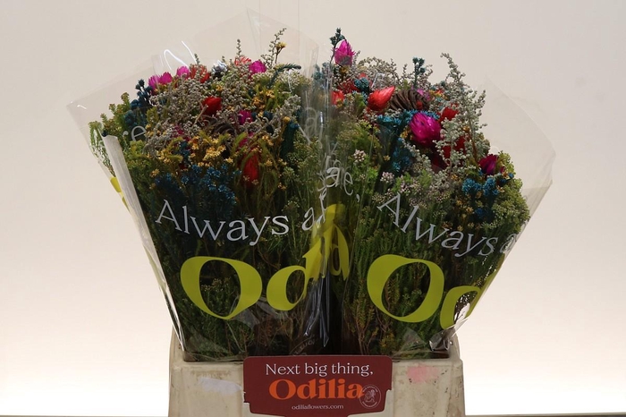 BQ Kaaps Groen Mandarin