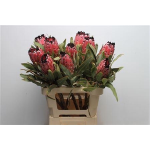 Protea Didi Red Magik