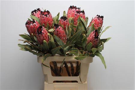 <h4>Protea Didi Red Magik</h4>