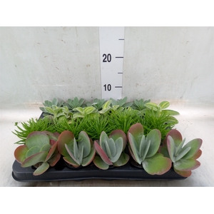 Planten  ..mix