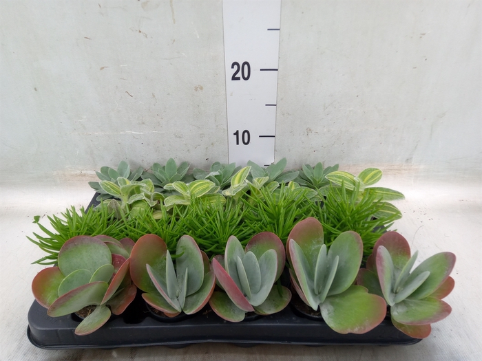 <h4>Planten  ..mix</h4>