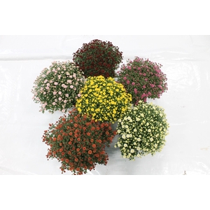 Bolchrysant mixlaag pot 19 cm