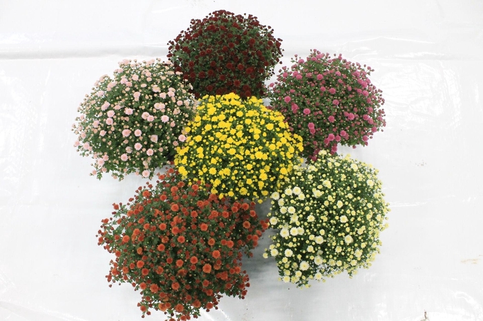 <h4>Bolchrysant mixlaag pot 19 cm</h4>