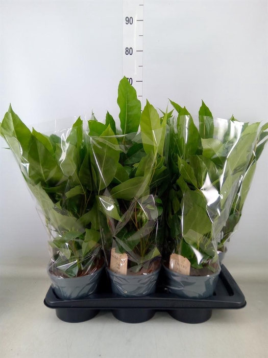 <h4>Schefflera actin.</h4>