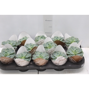 ECHEVERIA PEACOK P11