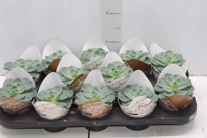 <h4>ECHEVERIA PEACOK P11</h4>