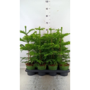 Araucaria heterophylla