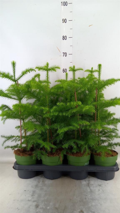 <h4>Araucaria heterophylla</h4>