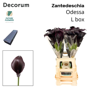 Zant Odessa Medium Box 65 Cm 40 St.