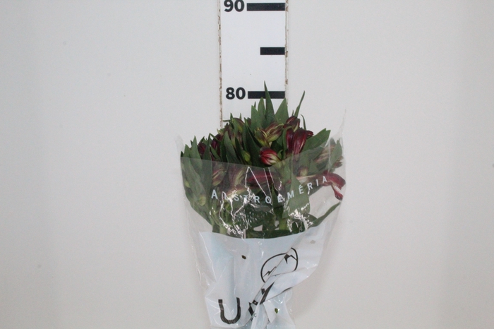 <h4>ALSTROEMERIA MERLOT 080 CM VERMELHO</h4>