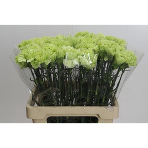 Dianthus St Lady Moe