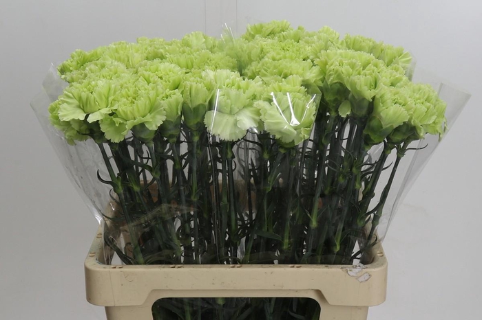 Dianthus St Lady Moe