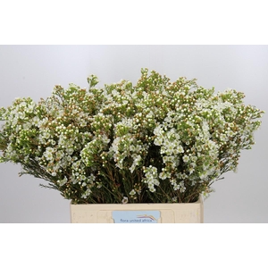 Chamelaucium Dawn Pearl