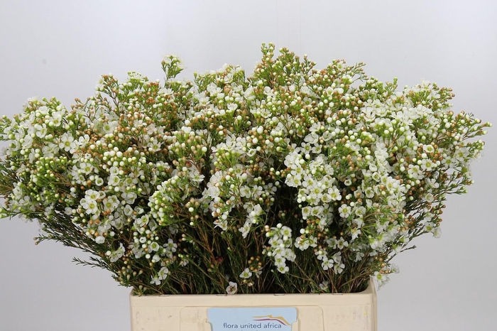 <h4>Chamelaucium Dawn Pearl</h4>