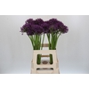 Allium  'Jackpot'