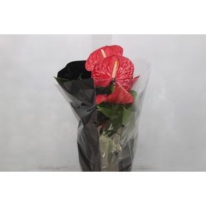 ANTHURIUM MICHIGAN P17 PREMIUM