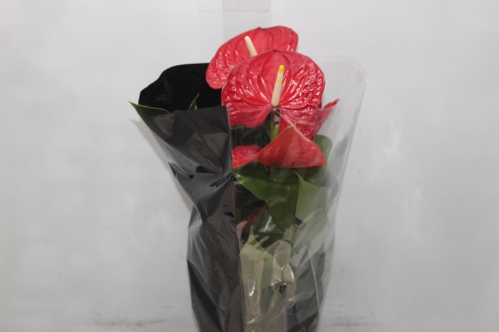<h4>ANTHURIUM MICHIGAN P17 PREMIUM</h4>