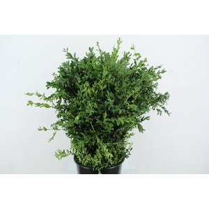 BUXUS SEMPERVIRENS 300GR