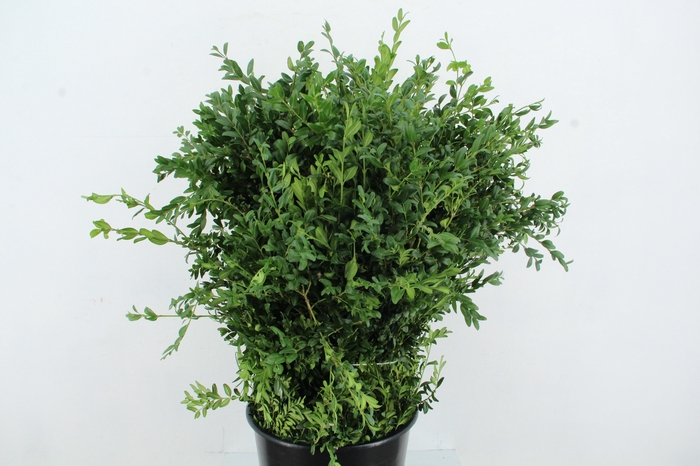 <h4>BUXUS SEMPERVIRENS 300GR</h4>