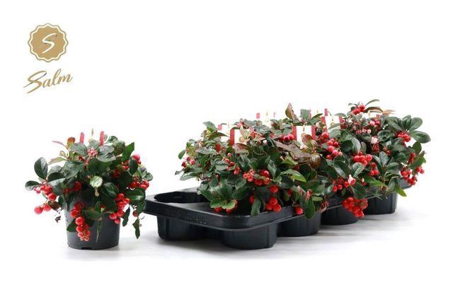 <h4>GAULTH PR BIG BERRY P12</h4>