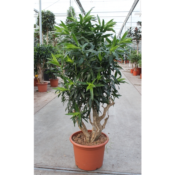 <h4>Dracaena Reflexa</h4>