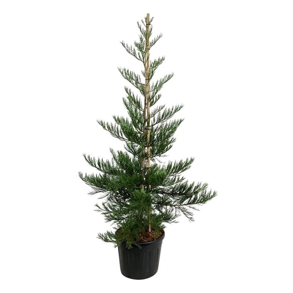 <h4>Sequoiadendron g. 'Powdered Blue'</h4>