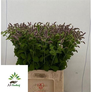 Mentha Jocka