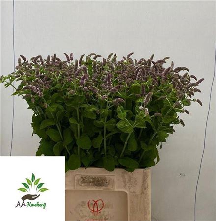 <h4>Mentha Jocka</h4>