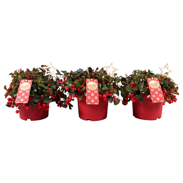 <h4>Gaultheria Big Berry, P17 met houten ster bijsteker</h4>