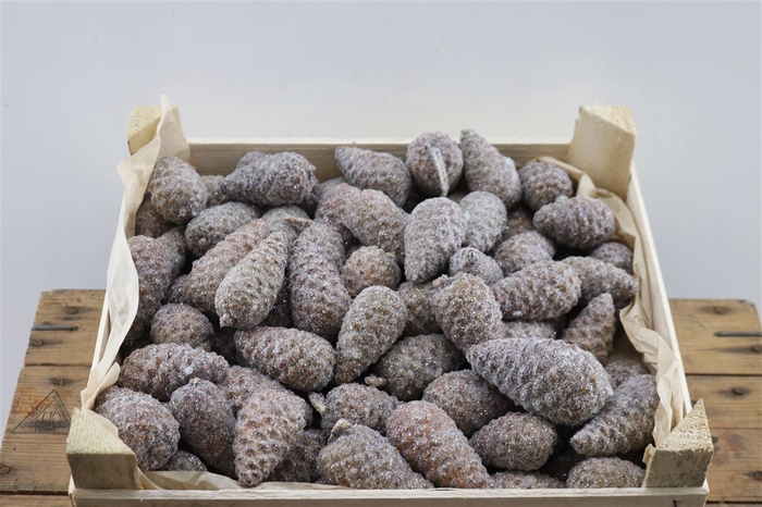 Wax Pinea Mini Gl Naturel X125