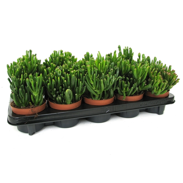 <h4>Crassula hobbit 10,5 cm</h4>