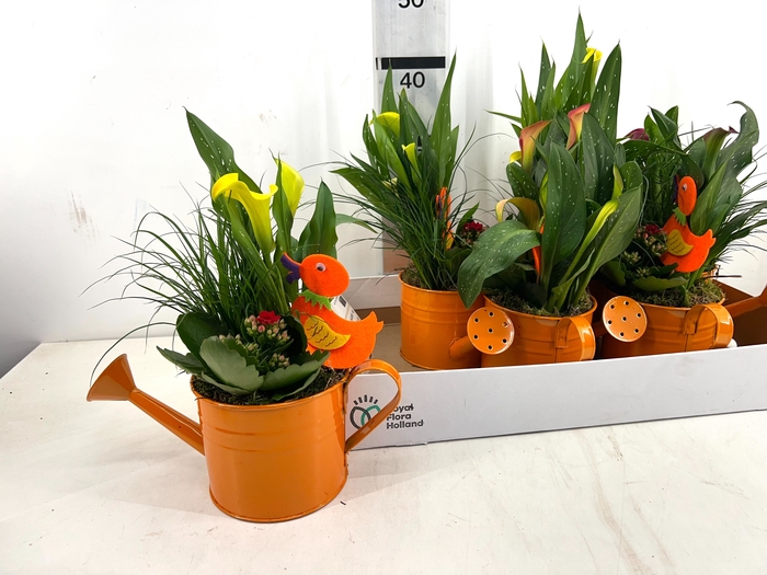 <h4>ARR TUINPLANTEN</h4>