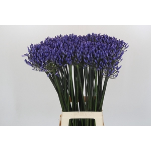 Agapanthus Dr Brouwer